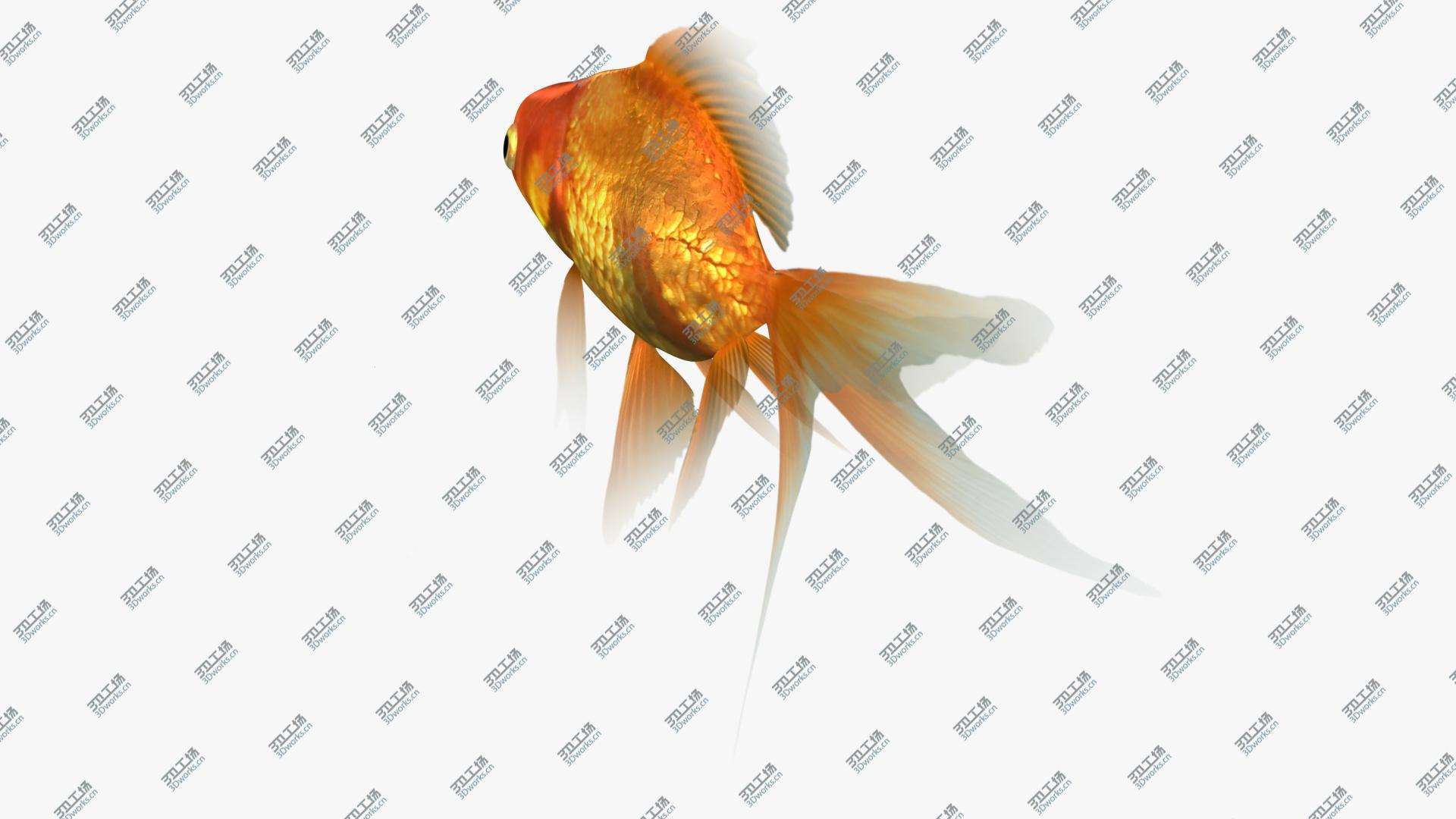 images/goods_img/202105074/Ryukin Goldfish Animated 3D model/5.jpg